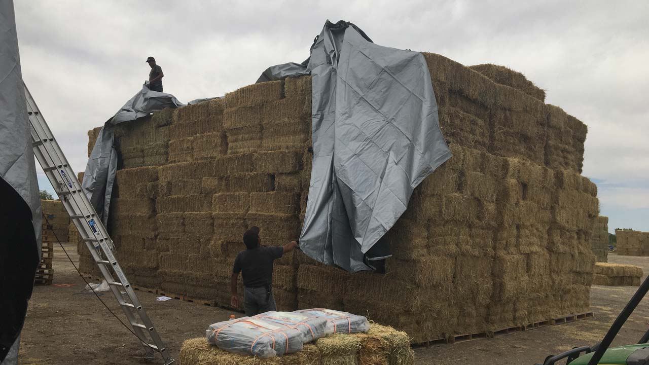 Tarping one of many hay 'houses' before the rain comes